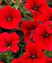 Сурфінія Dark Red (контейнер №10 висота 10-15 см) Agro-Market 1 саджанець в упаковці (48001)