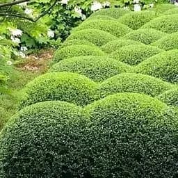 Бирючина звичайна (Ligustrum vulgare) С2 висота 25-35см (185305) 1 саджанець