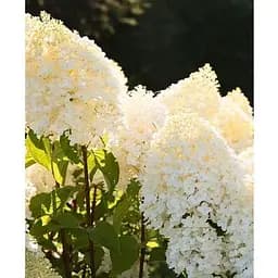 Гортензія волотиста 2-річна "Living-Sugar Rush" висота саджанця 20-30см (186201) 1 саженец