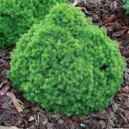 Ялина канадська Agro-Market Alberta Globe C2 висота 15-20 см 188075 1 саджанець в упаковці