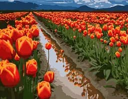 Картина за номерами. Art Craft "Поля в Голландії" 40 * 50 см 10524-AC