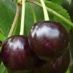 Саджанець Agro-Market Вишня Нічка (літній сорт, середній термін дозрівання) (25625) 1 шт. в упаковці