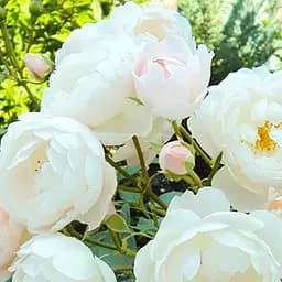 Троянда шрабова Agro-Market Дездемона саджанець класу АА+ вищий сорт 1 шт. в упаковці (177030)