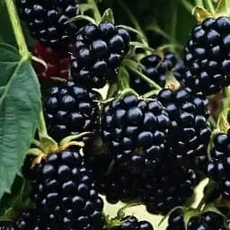 Саженец Agro-Market Ежевика ремонтантная ранняя Рубен (Reuben) 1 шт. в упаковке (21305)