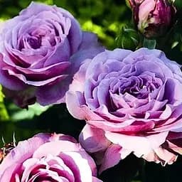 Троянда чайно-гібридна Agro-Market Блю Мун ароматна саджанець класу АА+ вищий сорт 1 шт. в упаковці (20687)