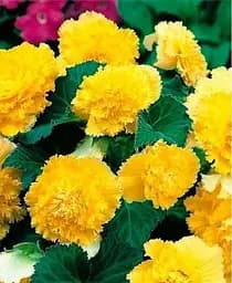 Клубень Agro-Market Бегония Фимбриата желтый 1 шт. (19969)