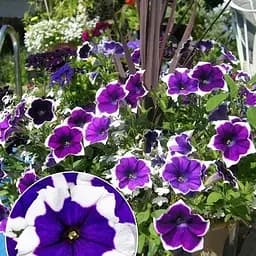 Петуния ампельная Crazytunia "Inkblot" (189794) 1 саженец