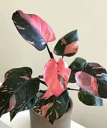 Саджанець Agro-Market Філодендрон Pink Princess кімнатний 30-40 см 1 шт. в упаковці (183001)