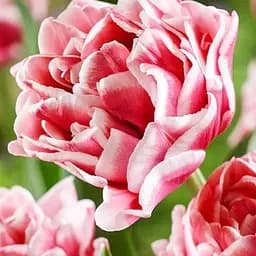 Тюльпан "Let`s Dance" (186239) 2 шт