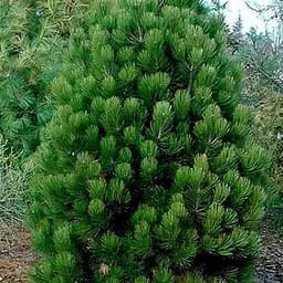 Сосна белокорая Agro-Market Satelit С15 высота 65-75 см 188134 1 саженец в упаковке