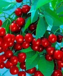 Саженец Agro-Market Вишня Эрди Великоплодная (летний сорт, среднеспелый срок созревания) 1 шт. в упаковке (20935)