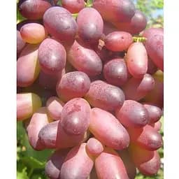 Саджанець Agro-Market Виноград десертний Поларис (солодкий гармонійний) (183949) 1 шт.