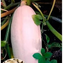 Насіння Весна на вагу Гарбуз Рожевий делікатес ціна за 10 г (49373)