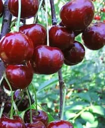 Саджанець Agro-Market Вишня карликова куляста Очікування 1 шт. в упаковці (37368)