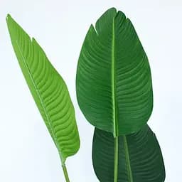 Штучна рослина Engard Banana Tree 155 см (TW-09) - мініатюра 3