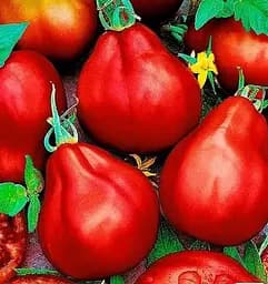 Насіння Весна на вагу Томат Винний глечик ціна за 1 г (178434)