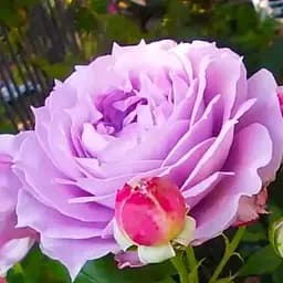 Троянда флорибунда Agro-Market Novalis саджанець класу АА+ вищий сорт 1 шт. в упаковці (99886)