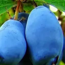 Саджанець Agro-Market Жимолість Дует (ранній термін дозрівання, зимостійкий сорт) 1 саджанець (19929)