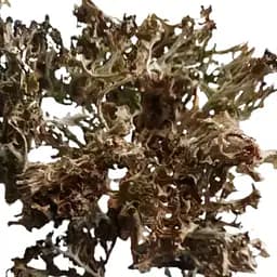 100 г цетрария исландская/исландский мох сушеный - свежий урожай