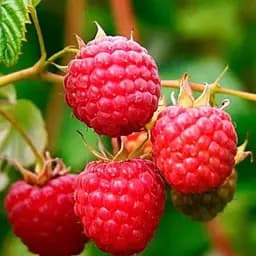 Малина Agro-Market "Новокитаевская" (ранний срок созревания, высокоурожайный сорт) 1-летний саженец (189474) 1 шт в упаковке