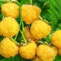 Малина Agro-Market "Золотая феерия" (ремонтантный и неприхотливый сорт) 1-летний саженец (189517) 1 шт в упаковке