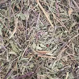 100 г зизифора трава сушеная - свежий урожай