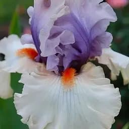 Ирис бородатый крупноцветковый "Careless Whisper" 1 шт (41107)