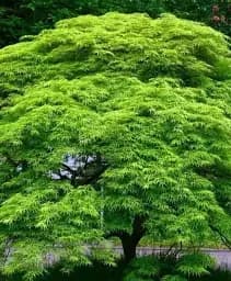 Саджанець Agro-Market Клен японський плакучий пальмолистний Emerald Lace (Acer palmatum Emerald Lace) 1 шт. в упаковці (52773)