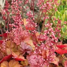 Саженец Agro-Market Гейхера (Heuchera) Apricot (49877)