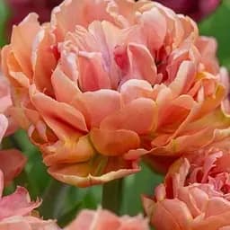 Тюльпан "Copper Image" (181255) 2 шт