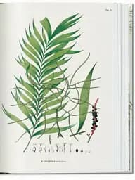 The Book of Palms - мініатюра 4