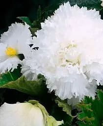 Клубень Agro-Market Бегония Фимбриата белый 1 шт. (19972)