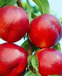 Саджанець Agro-Market Нектарин Біг Топ (лисий персик, середній термін дозрівання) 1 шт. в упаковці (61886)