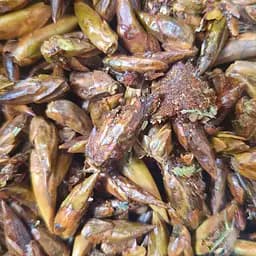 100 г тополь черный почки сушеные  - свежий урожай