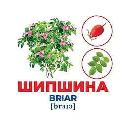 Набір розвиваючих карток Геній з пелюшок Дерева та чагарники Ранок 10107196, 17 карток - мініатюра 3
