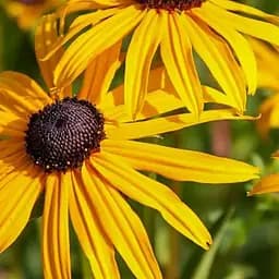 Рудбекия блестящая "Goldsturm" вазон С2 (189800) 1 саженец в упаковке