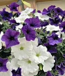 Семена Весна Петуния День и ночь (Зипер) 1 г (50216)