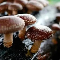 Міцелій на дубових брусочках "Шиитаке ТЛ-4080" 10шт (45305)