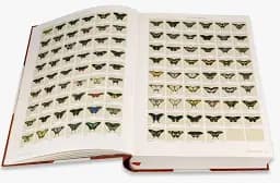Iconotypes. A compendium of butterflies and moths. Jones’s Icones Complete - мініатюра 4