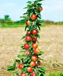 Саженец Agro-Market Яблоня колонновидная Элита (зимний сорт, поздний срок созревания) 1 шт. в упаковке (21430)