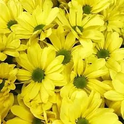 Хризантема мультифлора куляста "Flora Jaune" (189651) 1 саженец