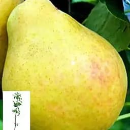 Груша Agro-Market "Бере Київська" вкоренена в контейнері (саджанець 2 роки) (153286) 1 саджанець в упаковці