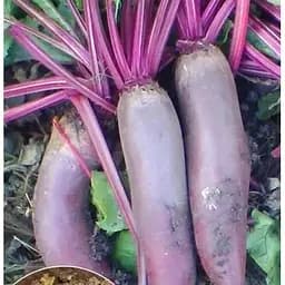 Насіння Весна на вагу Буряк Рокет ціна за 10 г (22209)