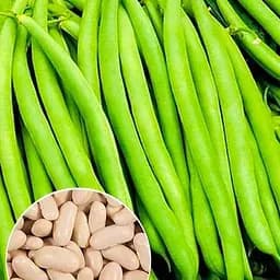 Квасоля спаржева "Коріна" ТМ "Весна"  15г (46502)