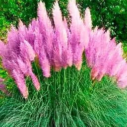 Саджанець Agro-Market Пампасна трава Rose (кортадерія) вазон Р9 (144874) 1 шт. в упаковці