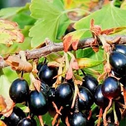 Саженец Agro-Market Смородина черная Золотистая (ранний срок созревания, зимостойкий и неприхотливый сорт) 1 шт. в упаковке (179312)