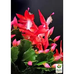 Шлюмбергера Agro-Market Rubrum (Декабрист, рождественский, зигокактус) (72119) 1 саженец в упаковке комнатный