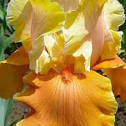 Ирис бородатый крупноцветковый "English Sharm" 1 шт (36890)