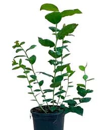 Саджанець Agro-Market Лохина (чорниця садова) 2 роки Блюкроп (Bluecrop) С2 висота 50-60 см 1 саджанець (71704) - мініатюра 2