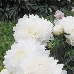 Саджанець Agro-Market Півонія трав'яниста Галина Уланова 1 шт. в упаковці (38432)